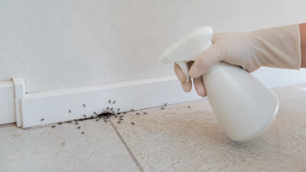 Illustration éditoriale pour l’article « Comment tuer un nid de fourmis dans la maison efficacement »