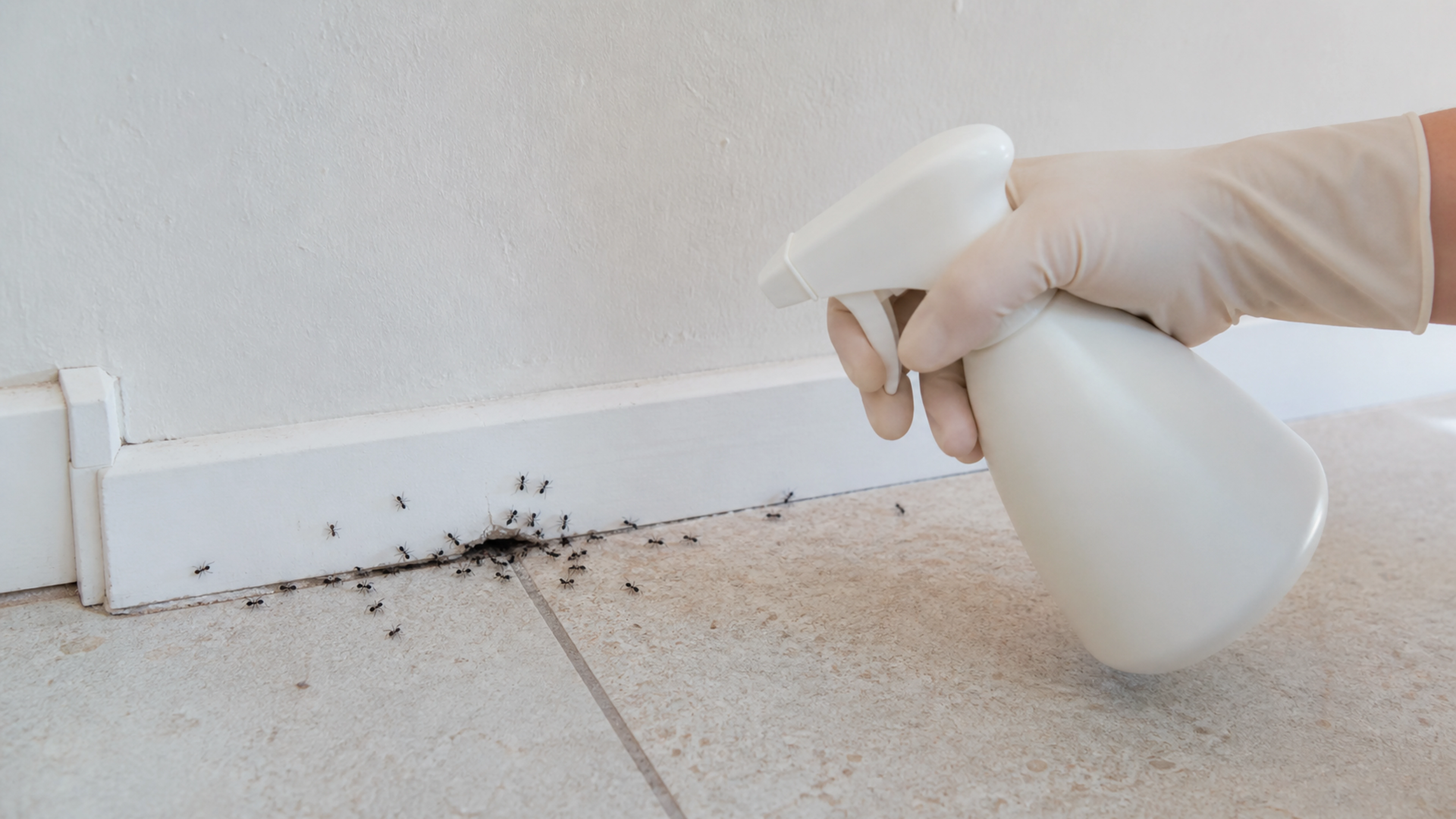 Illustration éditoriale pour l’article « Comment tuer un nid de fourmis dans la maison efficacement »